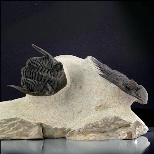 Paar trilobieten op Matrix - Gefossiliseerd dier - Mrakibina, Verzamelen, Dierenverzamelingen