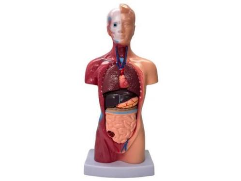 Veiling - Menselijk Torso Model 28 cm met afneembare organen, Diversen, Schoolbenodigdheden, Nieuw
