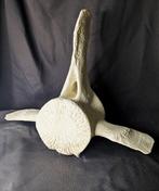 Walviswervel Bot - (Cetacea) - Museum Grade Replica - 50 cm