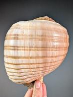 Tonna Shell Zeeschelp - Tonna dolium (Zonder minimumprijs)