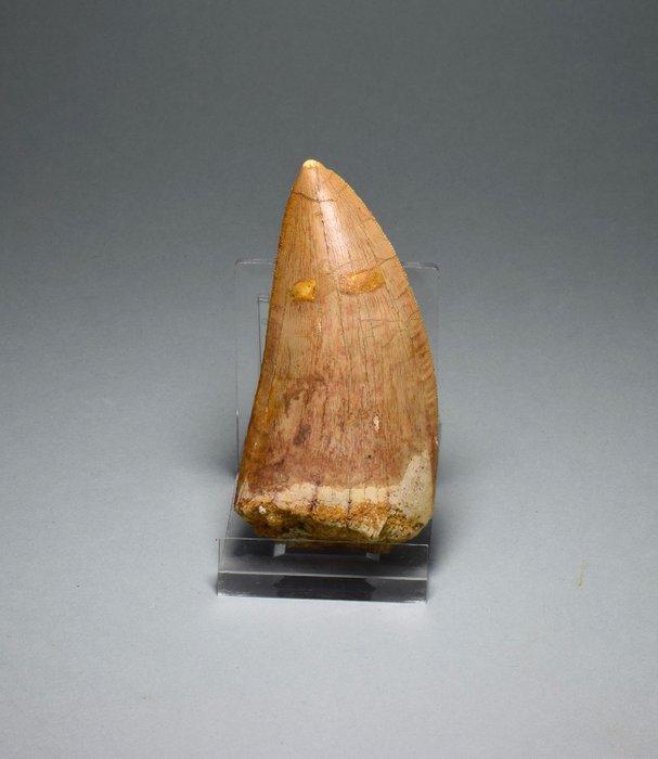 Dinosaurus - Fossiele tand - Carcharodontosaurus saharicus -, Verzamelen, Mineralen en Fossielen