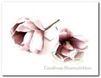 Magnolia Old Pink Foambloem Kort doos 12 stuks, Huis en Inrichting, Nieuw