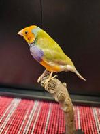 Gouldamadine Support de corps entier pour taxidermie -, Nieuw