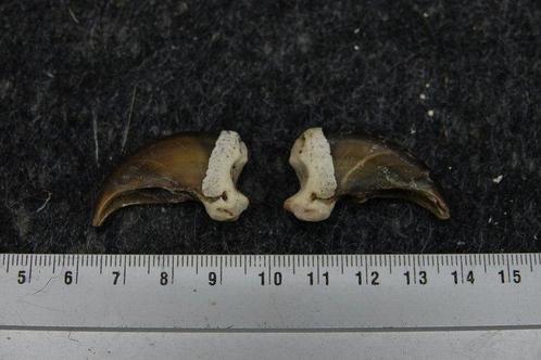 Zwarte beer Klauw - Ursus americanus - with legal transfer -, Verzamelen, Dierenverzamelingen