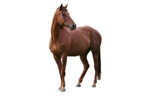 Horse Shampoo 500 ML, Dieren en Toebehoren, Paarden en Pony's | Verzorgingsproducten, Ophalen of Verzenden