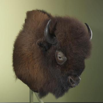 Amerikaanse Bizon Taxidermie Opgezette Dieren By Max, Ophalen of Verzenden, Opgezet dier