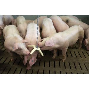 Speelgoed van natuurlijk rubber bitestar met ophangkap, Articles professionnels, Agriculture | Aliments pour bétail