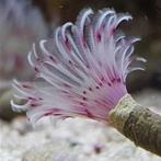 Bispira guinensis (Pink White Feather Duster), Animaux & Accessoires, Rongeurs