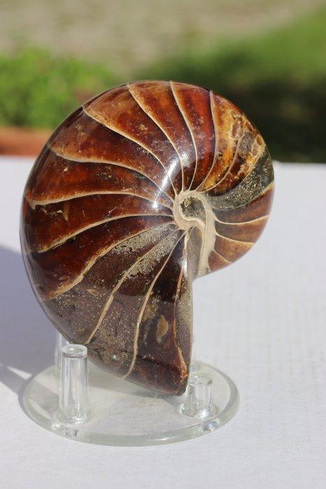 Nautilus - Gefossiliseerd dier - 9.5 cm - 7.5 cm, Verzamelen, Mineralen en Fossielen