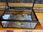 crapau Support de corps entier pour taxidermie -