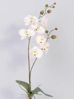 Orchidee phalaenopsis zachtroze plant blad en wortels