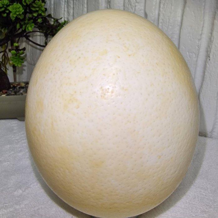 Struisvogel Ei - Natural Ostrich Egg – Blown – 20+ Years, Antiek en Kunst, Curiosa en Brocante
