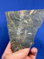 Verbazingwekkende kleurrijke plantwortels! - Gefossiliseerde