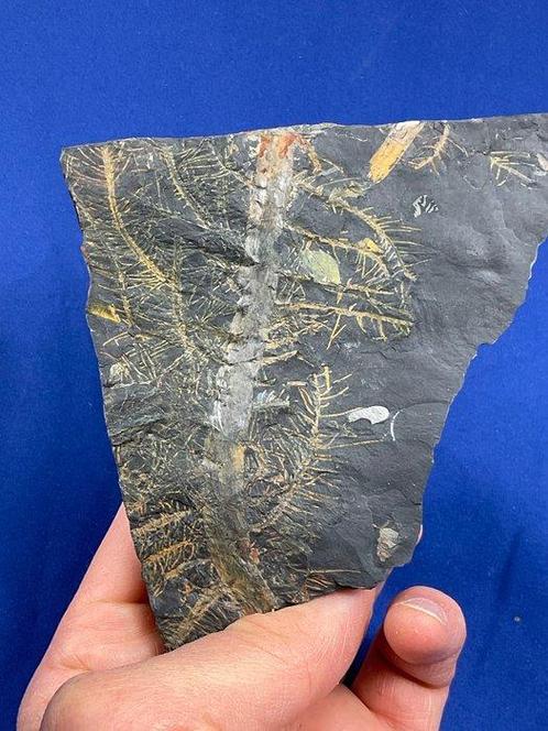 Verbazingwekkende kleurrijke plantwortels! - Gefossiliseerde, Verzamelen, Mineralen en Fossielen