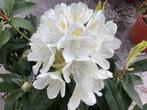 20 Rododendron Cuming White 80-100