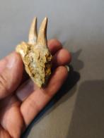 Mosasaurus - Fossiele tand - 6 cm - 5 cm (Zonder