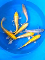 Hirasawa Marusei 27-32cm (Japanse Koi), Ophalen of Verzenden