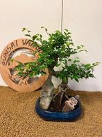 Japanese iep bonsai (Zelkova) - Hoogte (boom): 38 cm -