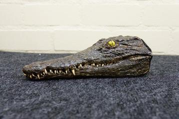 Crocodile du Nil avec la peau Crâne - Crocodylus niloticus