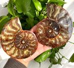 Ammoliet - Gefossiliseerde schelp - A Pair Natural ammonite