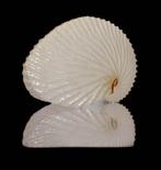 Slakkenhuis Argonauta argo - Een meesterwerk van de natuur -, Verzamelen, Nieuw