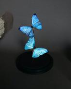 Vlinder Taxidermie volledige montage - Morpho adonis - 25 cm, Verzamelen, Nieuw