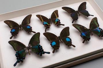 Papilionidae vlindercollectie - Entomologie - Taxidermie beschikbaar voor biedingen