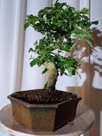Bonsaï Troène (Ligustrum) - Hauteur (arbre) : 25 cm -