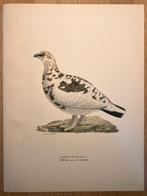 Von Wright brothers & Bror Halberg - 5 lithographic plates, Antiek en Kunst