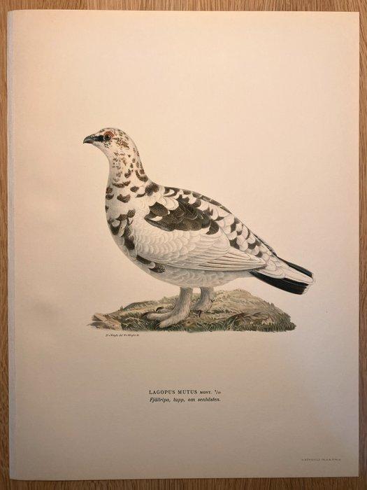 Von Wright brothers & Bror Halberg - 5 lithographic plates, Antiek en Kunst, Antiek | Boeken en Manuscripten