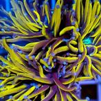 Euphyllia Glabrescens Sun Of God Torch (1 kop), Dieren en Toebehoren