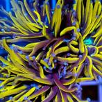 Euphyllia Glabrescens Sun Of God Torch (1 kop)