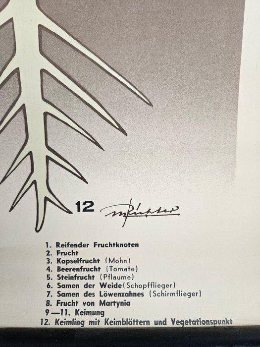 Vintage botanische schoolkaart - Educational Productions LTD, Antiek en Kunst, Antiek | Wandborden en Tegels