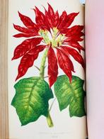 Lowe / Howard - Les plantes à feuillage coloré - 1865-1880