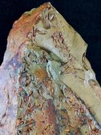 Mysterieus primitief stekelhuidig!!! - Eocrinoidea -