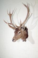 Red Stag - tête montée sur bouclier - Support mural pour, Collections, Collections Animaux