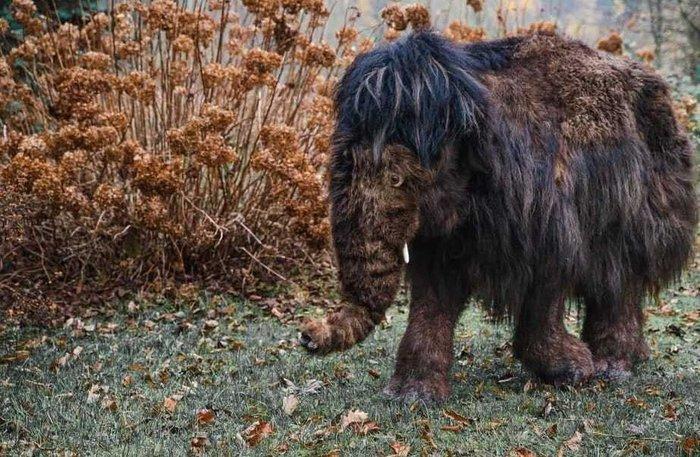 Wolharige mammoet Taxidermie replica montage - Mammuthus, Verzamelen, Mineralen en Fossielen