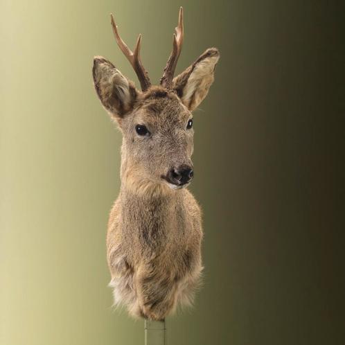 Reebok Wintervacht Taxidermie Opgezette Dieren By Max, Collections, Collections Animaux, Enlèvement ou Envoi