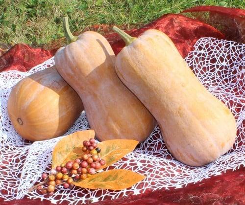 Tosca F1 Butternut Pompoen zaden, Hobby en Vrije tijd, Knutselen, Nieuw