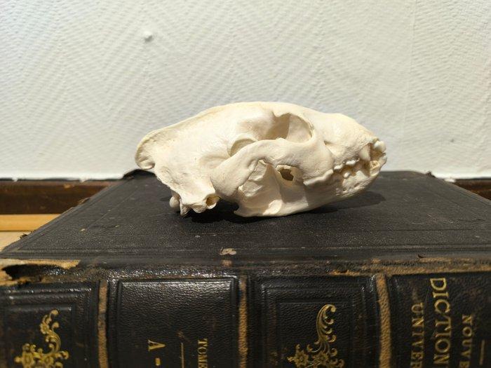 Veelvraat Schedel van een zoogdier - Gulo gulo - 6.5 cm - 12, Verzamelen, Dierenverzamelingen