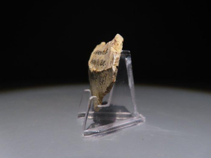 Europa Vuursteen Handbijl - mes. 4,9 cm H. Neolithicum, 6000, Antiek en Kunst, Antiek | Overige Antiek