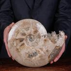 Exclusief Pools Cleoniceras - Gefossiliseerde schelp -