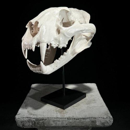GEEN RESERVEPRIJS - Prachtige replica van een tijgerschedel, Verzamelen, Dierenverzamelingen