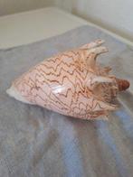 Tweekleppige Zeeschelp - Cassis cornuta (Zonder