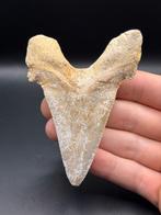 Haai - Fossiele tand - otodus sokolovi - 9.7 cm - 6.9 cm, Verzamelen, Mineralen en Fossielen