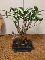 Vijgenboom bonsai (Ficus) - Hoogte (boom): 25 cm - Diepte
