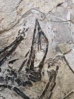 Gefossiliseerd dier - 45 cm, Verzamelen