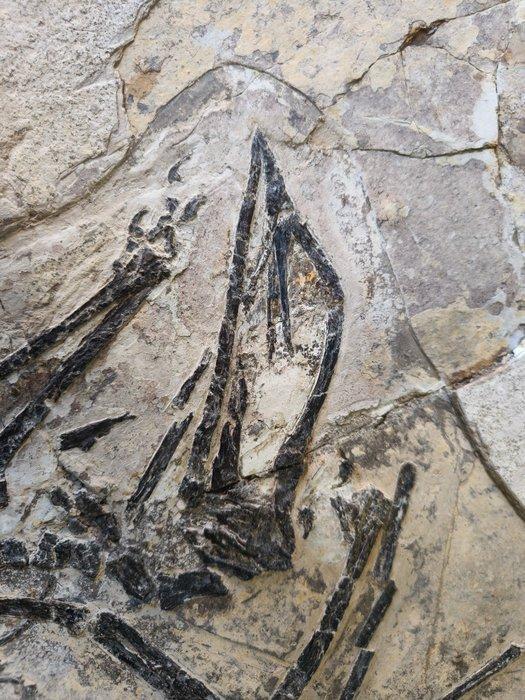 Gefossiliseerd dier - 45 cm, Verzamelen, Mineralen en Fossielen