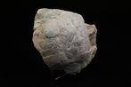 Schildpad - Fossiel rugschild - Espectacular fósil de, Verzamelen, Mineralen en Fossielen