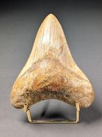 Prima Megalodon Ha afgestootte Tanden - Fossiele tand -
